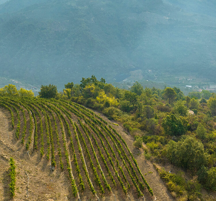 POI6_Tramontina1 POI6_Tramontina1