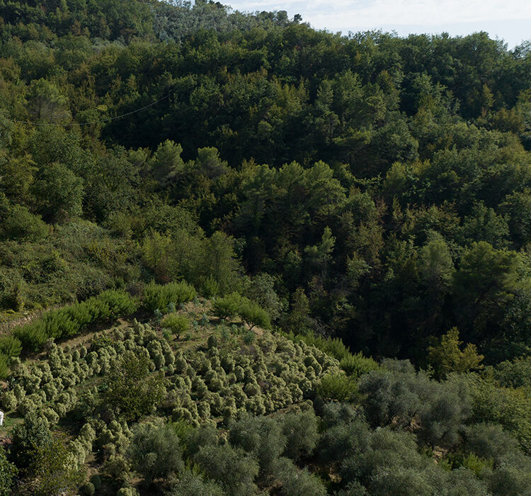 Perinaldo Curli Perinaldo Curli