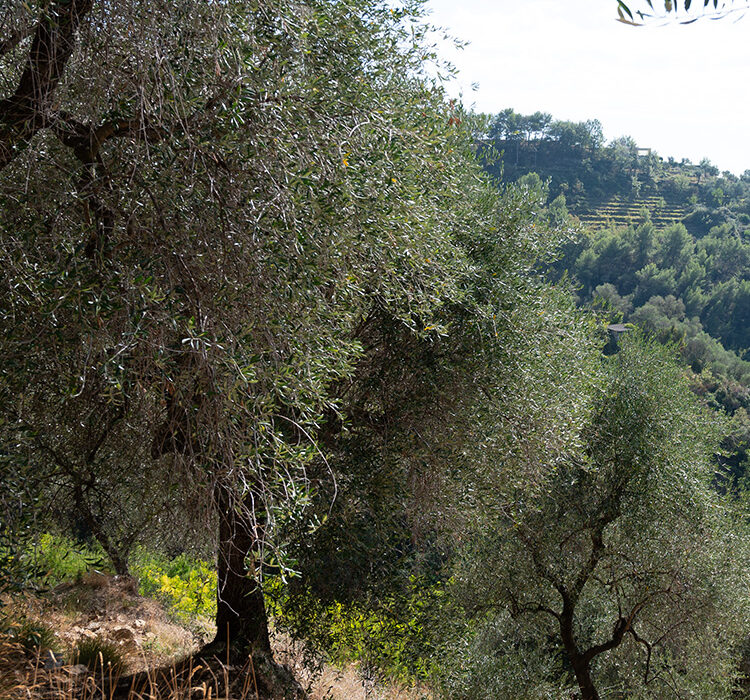 Perinaldo Curli Perinaldo Curli