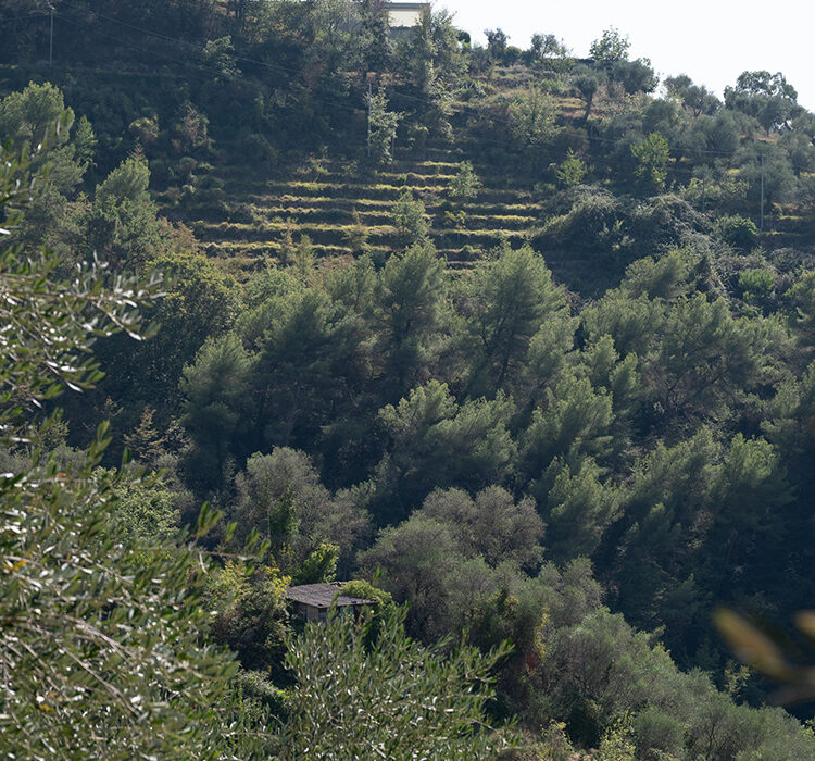 Perinaldo Curli Perinaldo Curli