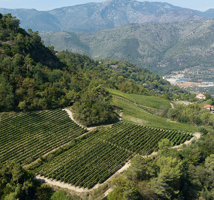 Migliarina Migliarina