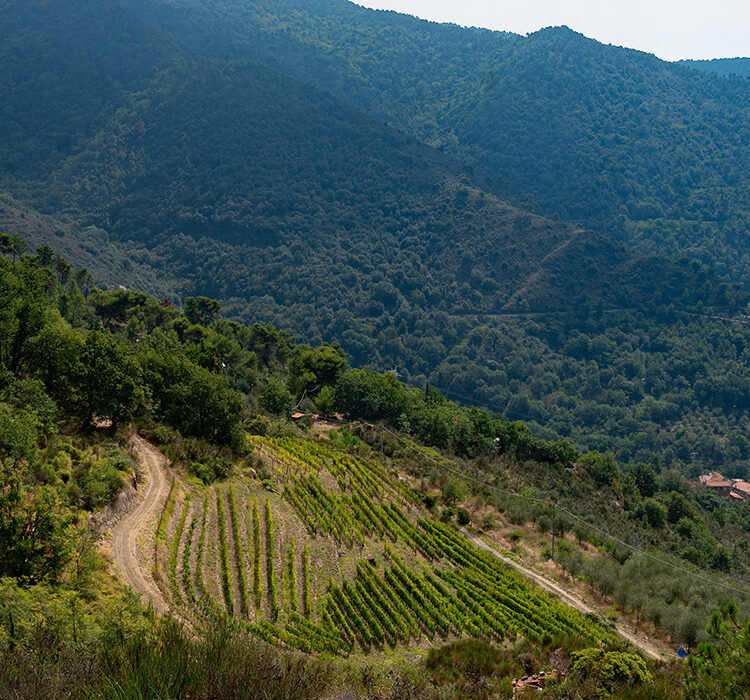 Nomeranza Negi Nomeranza Negi